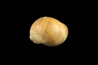 藏品(退色玉螺)的圖片